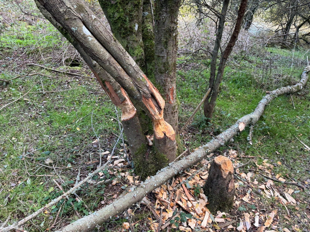 Knepp Wildland Safaris-霍舍姆必去景点