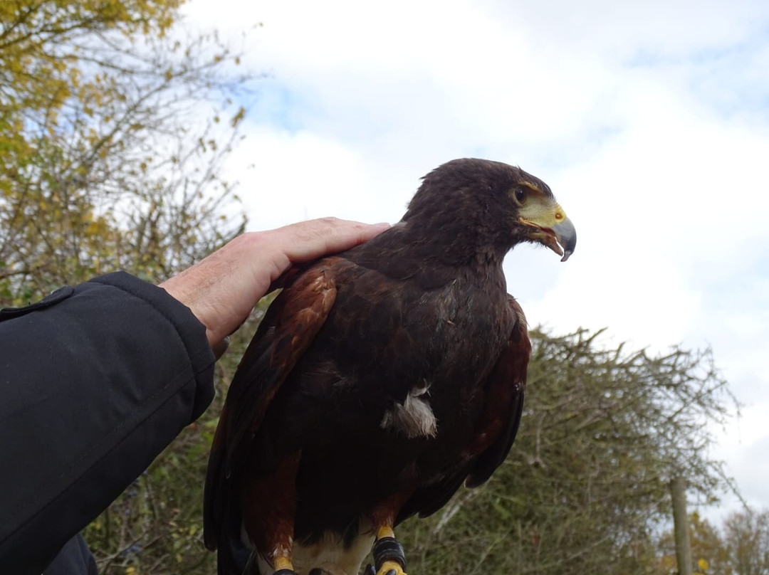 Lavenham Falconry-Monks Eleigh必去景点