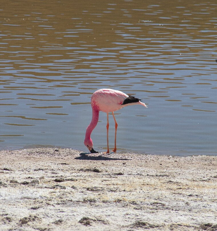 Ruta Nativa Chile-圣佩德罗-德阿塔卡马必去景点