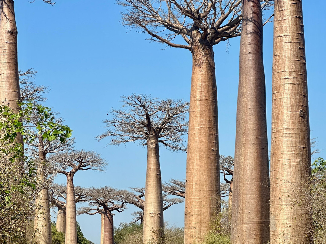 Remote River Expeditions - Madagascar-Morondava必去景点