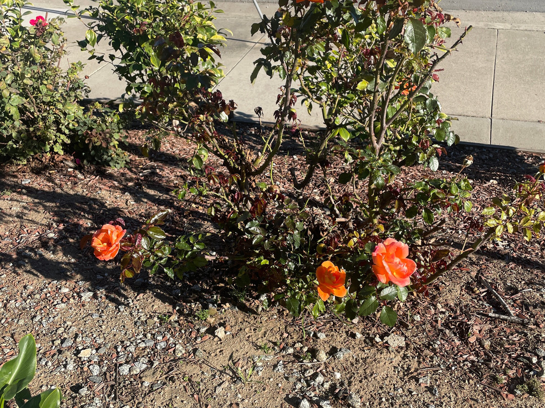 Comfort Inn Watsonville主图