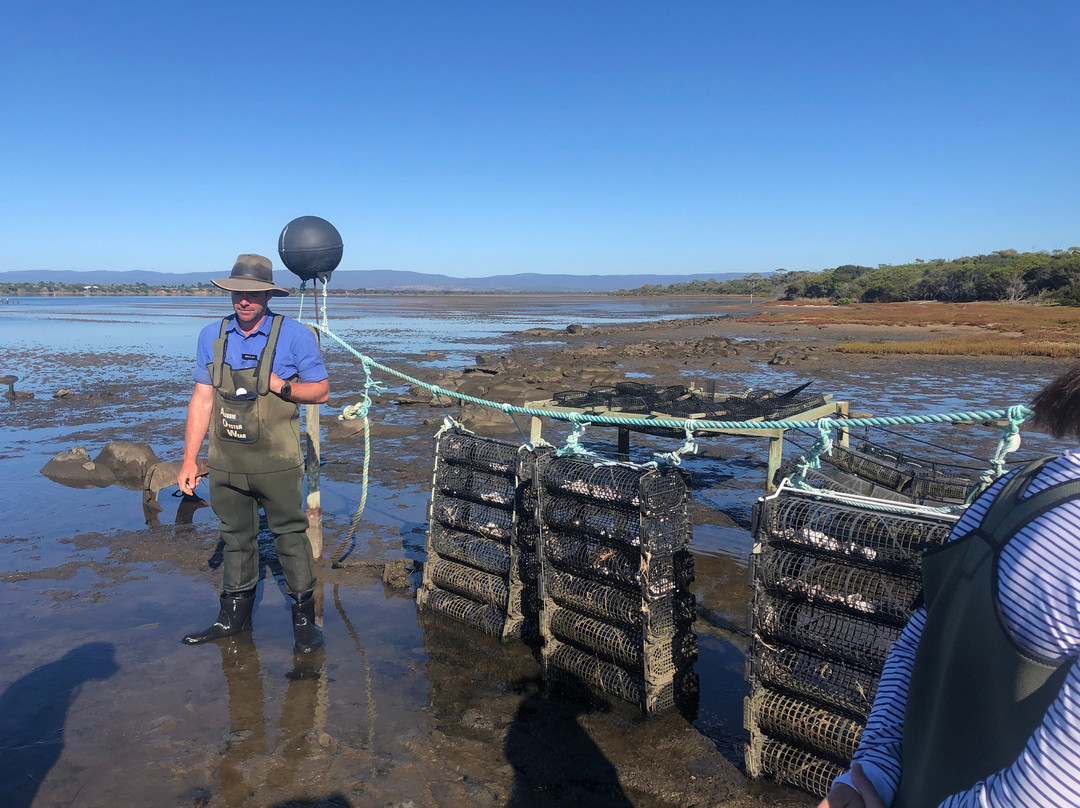 Oyster Bay Tours-科尔斯湾必去景点