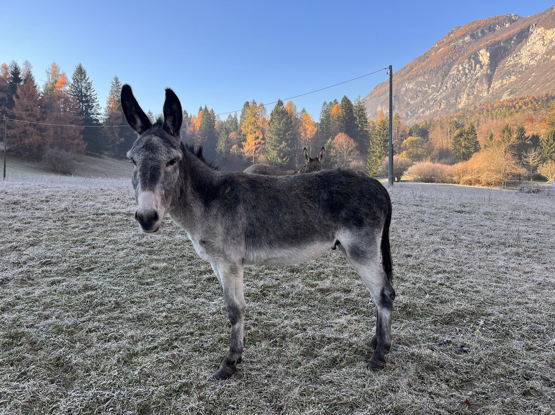 Storie Di Bosco B&B