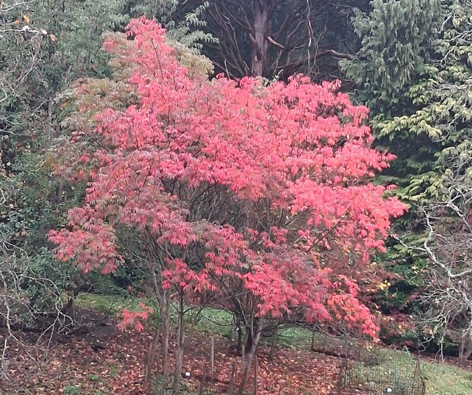 Batsford Arboretum-莫顿因马什必去景点