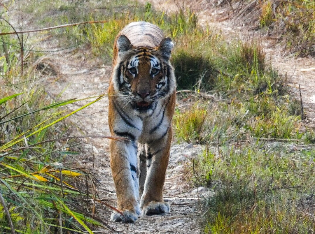 Chitwan National Park-苏拉哈必去景点