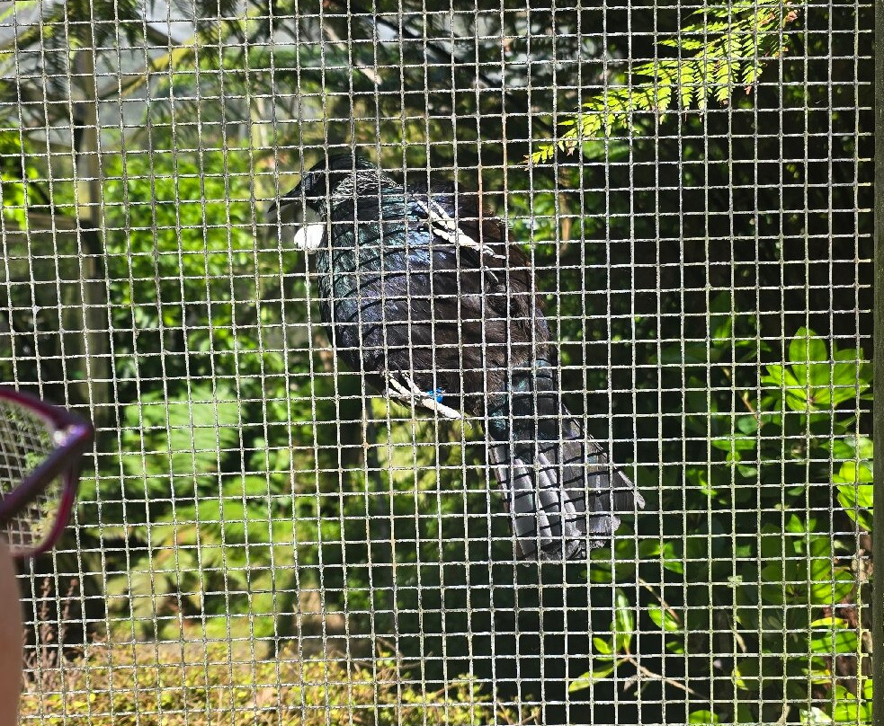 Ōtorohanga Kiwi House-奥托罗杭格必去景点