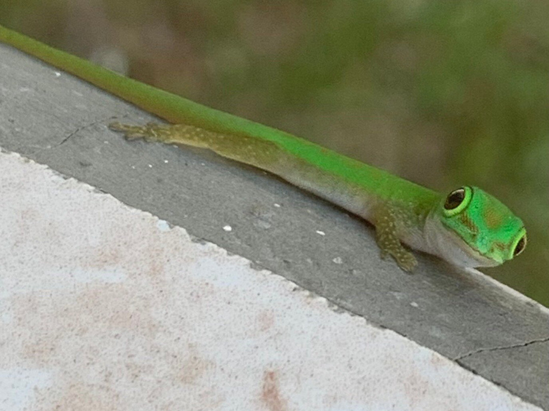 Chalets Bamboo Vert主图