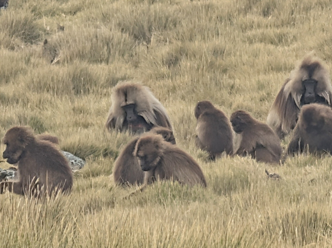 Simien Mountain Guides-Debark必去景点