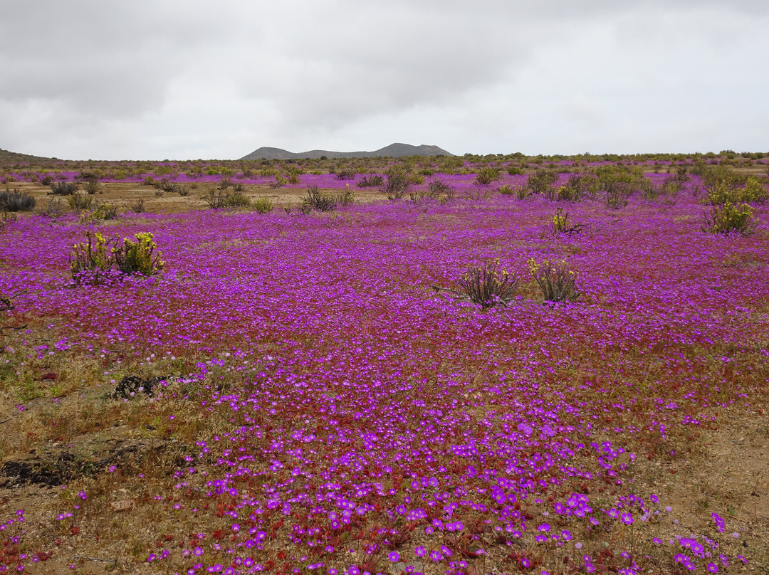 GeoTurismo Atacama-Caldera必去景点