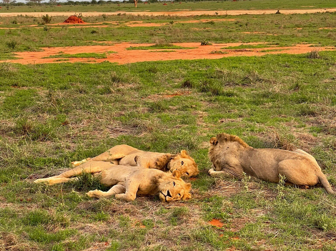 Malik Safari-马林地必去景点
