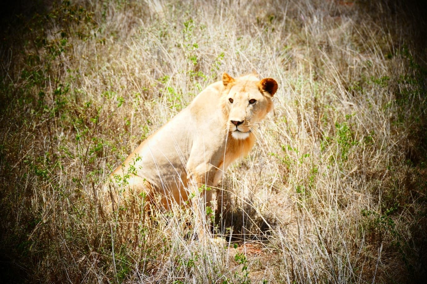 Jumbo Resort Watamu-官方