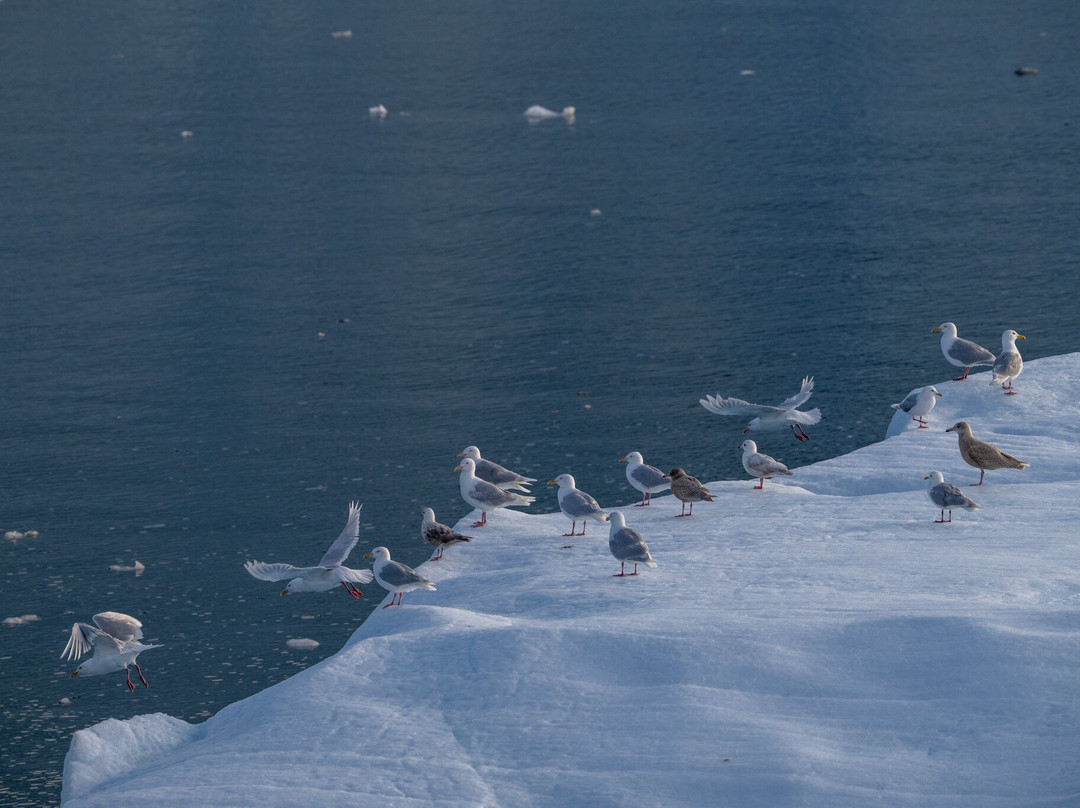 Diskobay Tours-伊卢利萨特必去景点