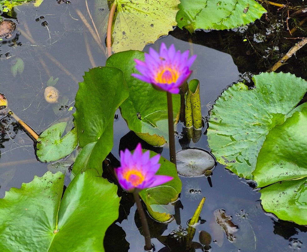 Ayurveda Paradise Maho主图