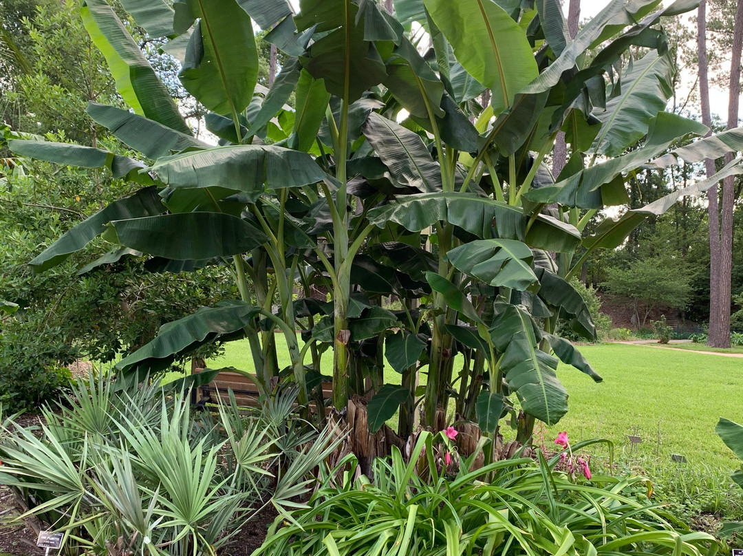 Mercer Botanic Gardens-汉布尔必去景点