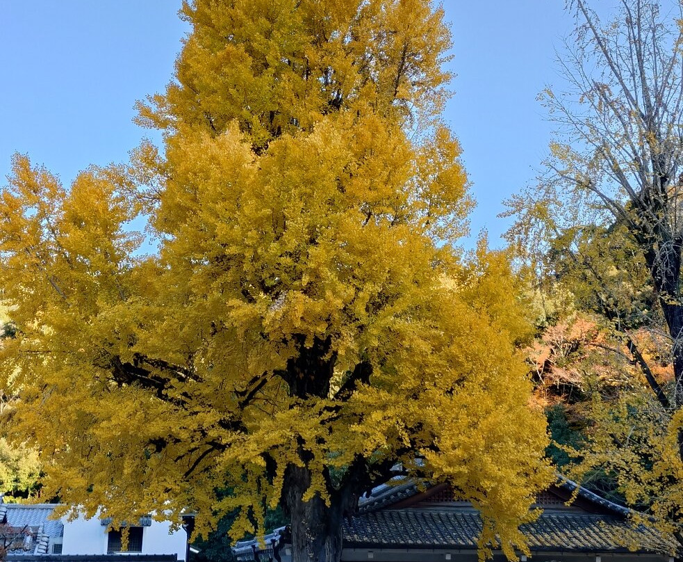 Kiyoshikojin Seichoji-宝冢市必去景点