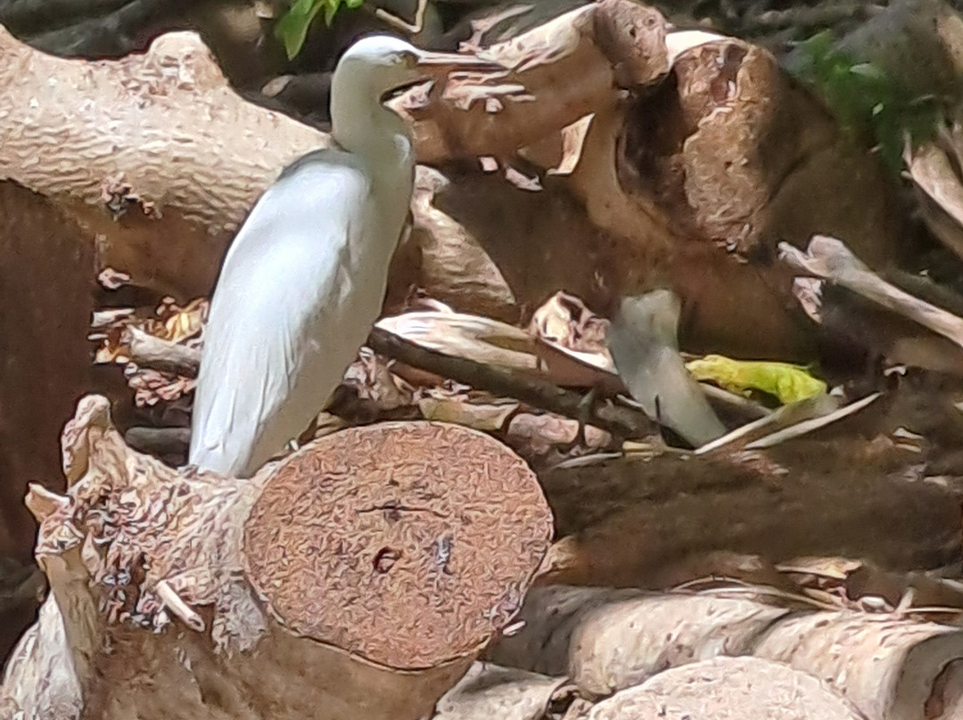 Gladstone Region Tours-Gladstone必去景点