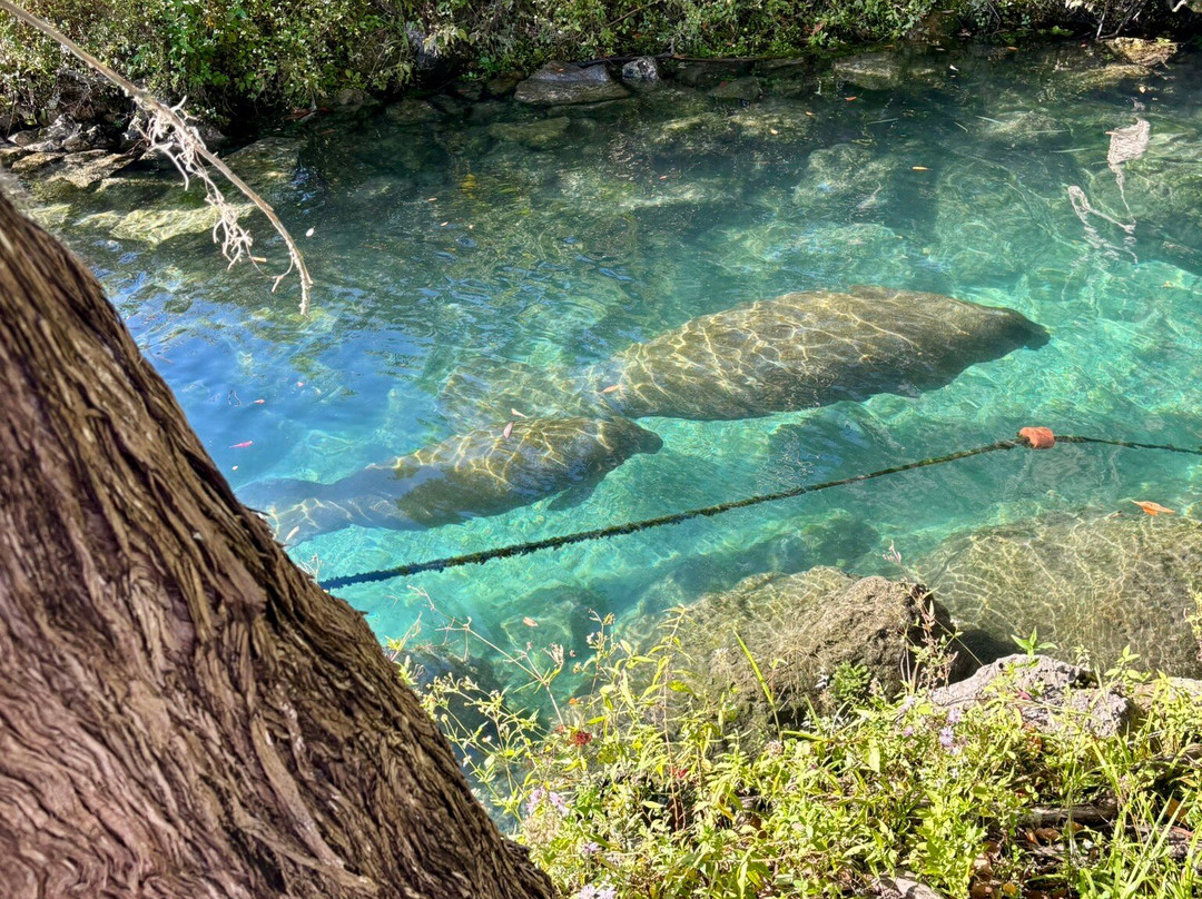 Three Sisters Springs-克里斯特尔里弗必去景点