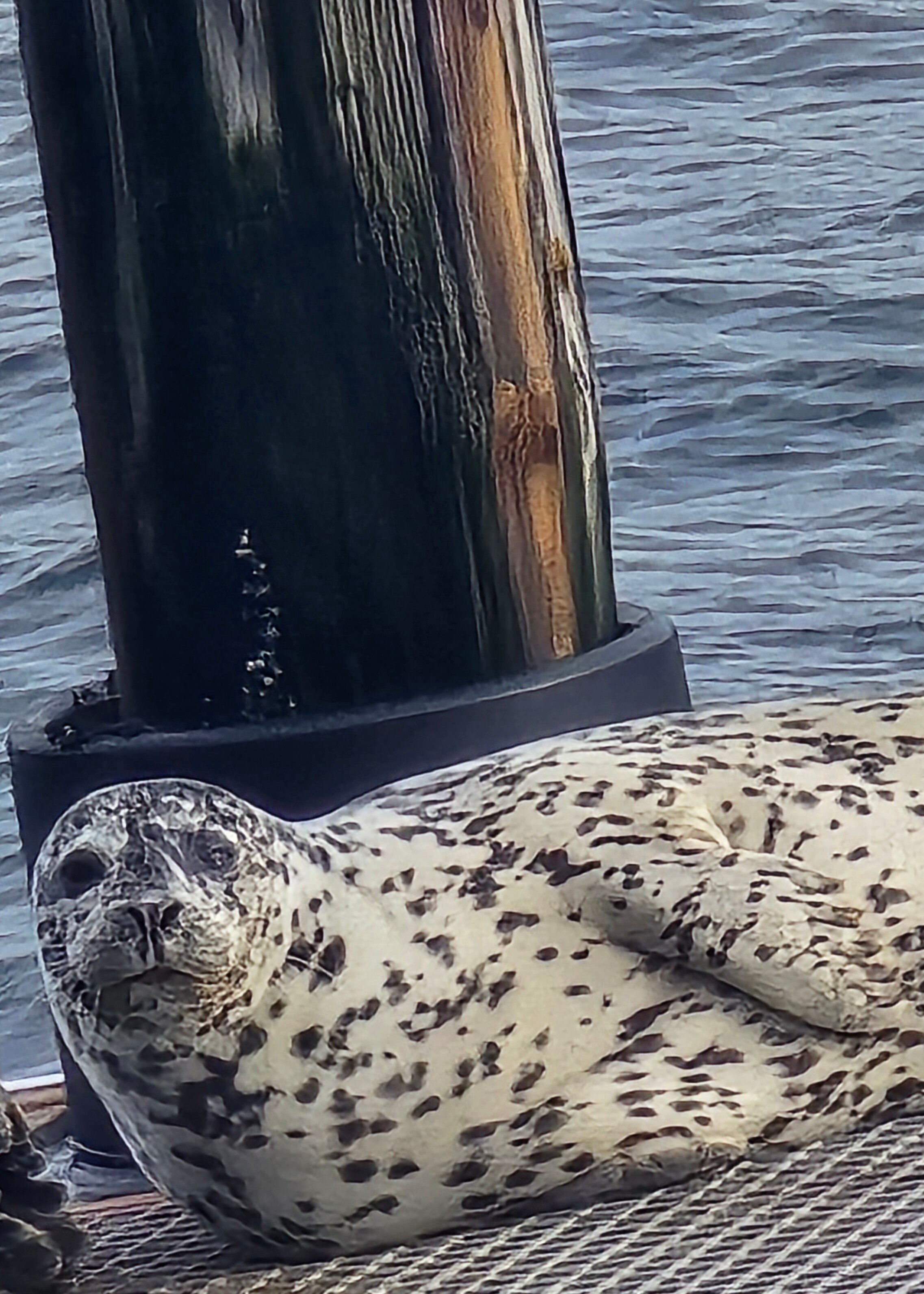 Glen Ayr Resort-泳池