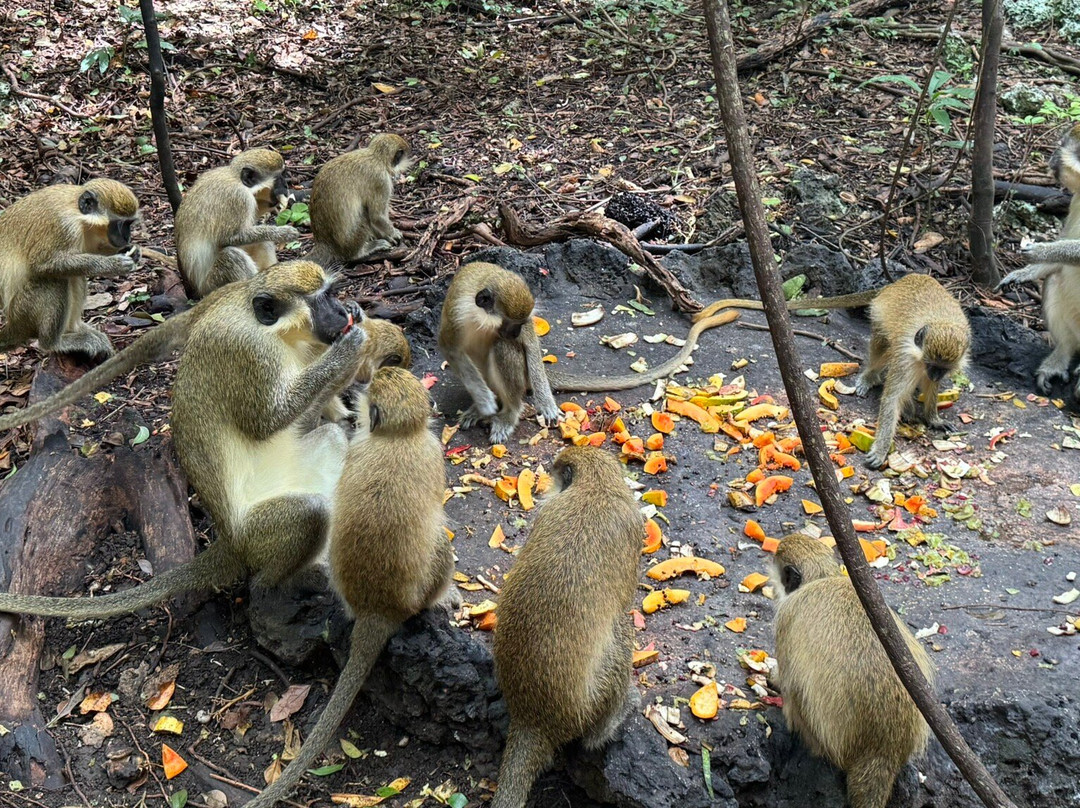 Barbados Wildlife Reserve-Saint Peter Parish必去景点