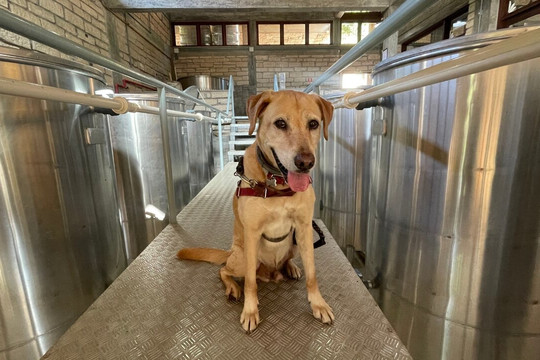 Flor do Vale - Alambique e Parque Ecologico-卡内拉必去景点