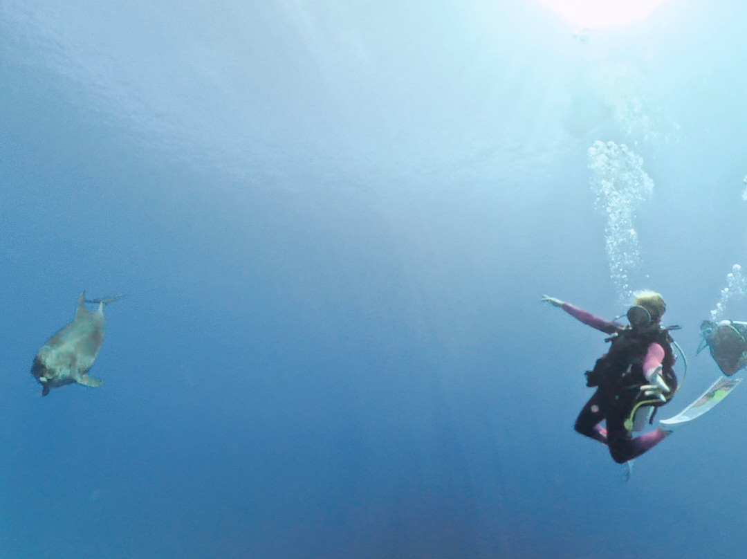 Blue Velvet Rangiroa-阿瓦托鲁必去景点