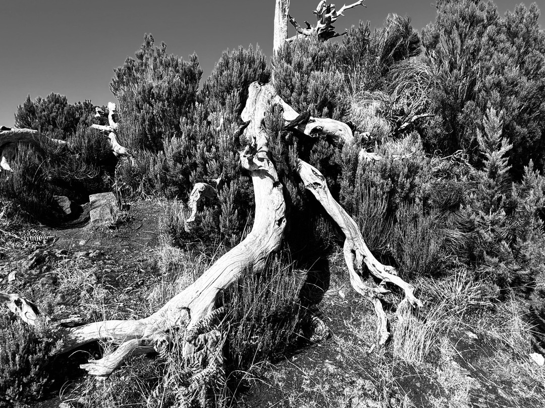 Pico Ruivo-马德拉群岛必去景点