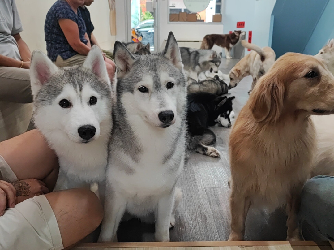 Hahahusky-马六甲必去景点