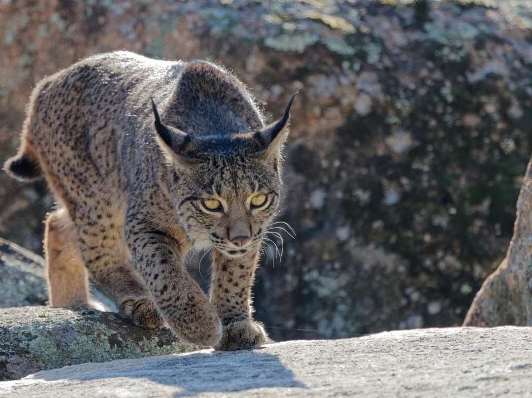 Birds&Lynx Ecotourism-La Carolina必去景点