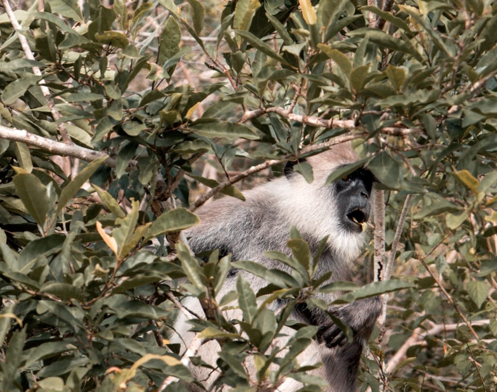 Apple Vacations Sri Lanka-Wattala必去景点