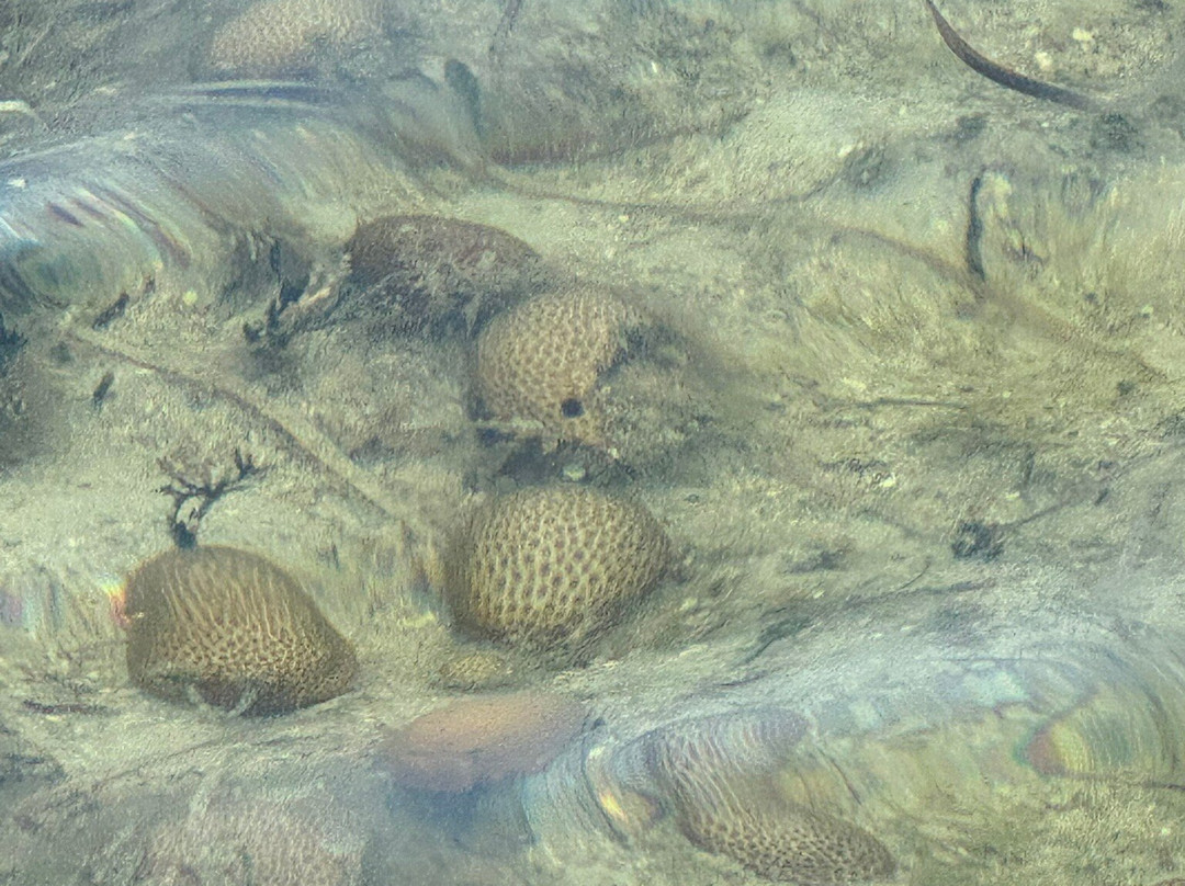 PT Airboat Adventures-Homosassa必去景点