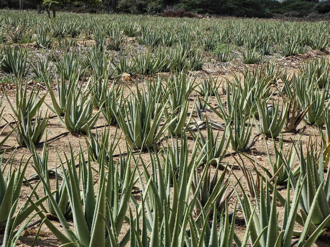 Aruba Aloe Factory, Museum and Store-阿鲁巴岛必去景点