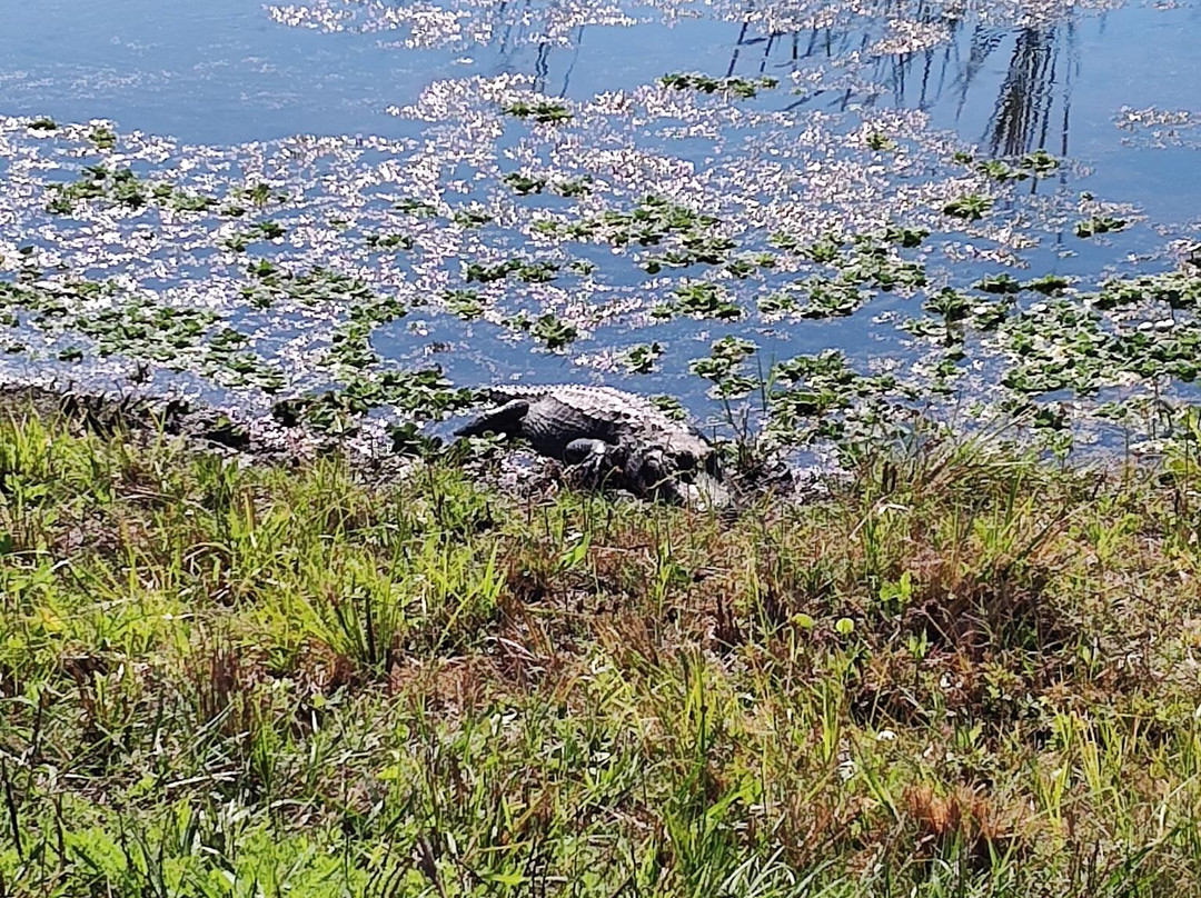 Orlando Wetlands-Christmas必去景点