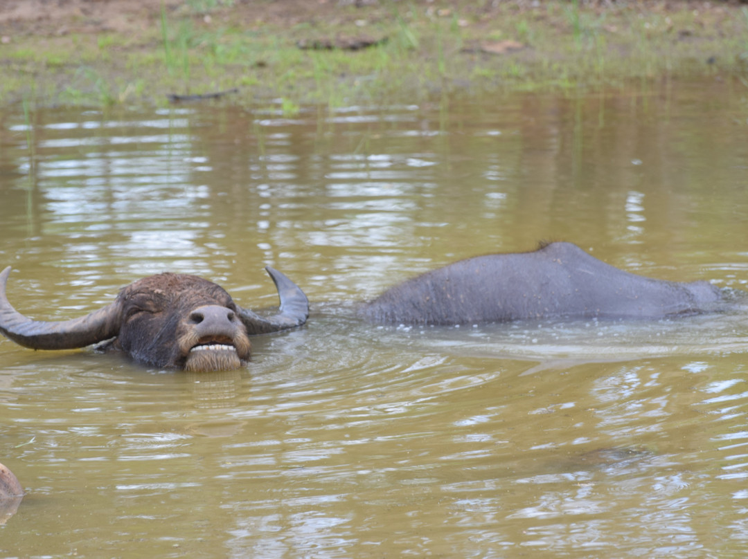 Gesha Tours Sri Lanka-Panadura必去景点