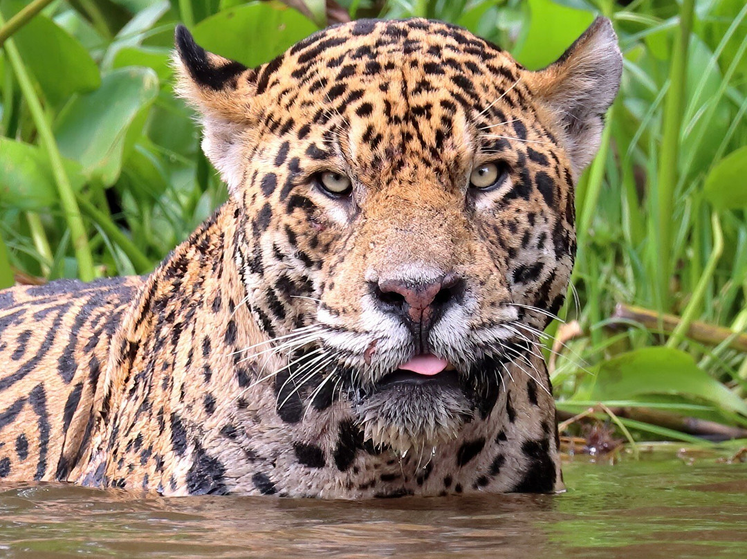 Pantanal Jaguar Safaris-Chapada dos Guimaraes必去景点