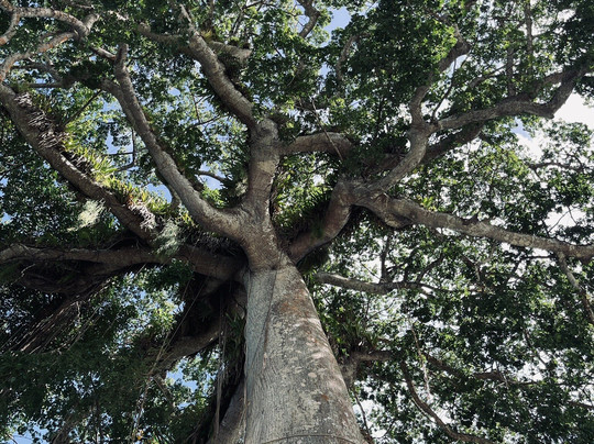 Peter Cox Wildlife Tours-多巴哥必去景点