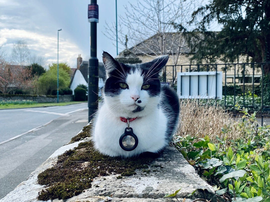 Wall Cat-Bishop's Cleeve必去景点