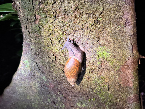 Monteverde Guided Tour-蒙特沃德必去景点