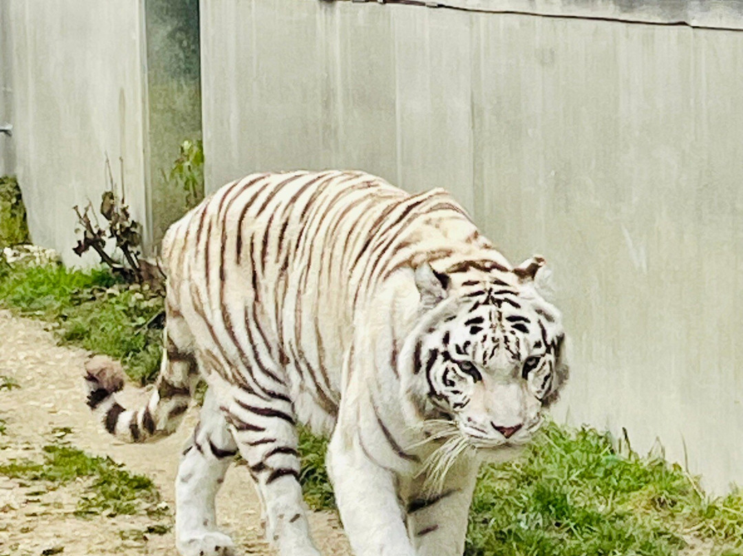 Sikypark-Cremines必去景点