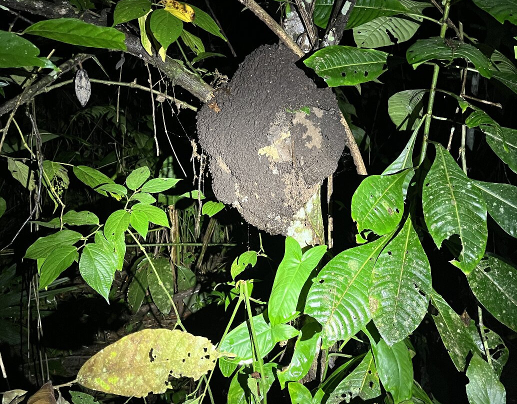 Jungle Night Walk-卡维塔必去景点