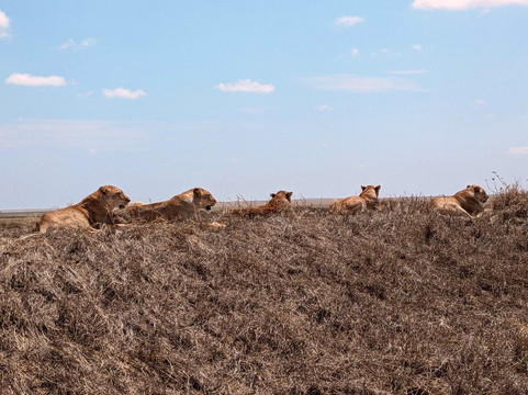 Salt And Pepper Safari-阿鲁沙必去景点