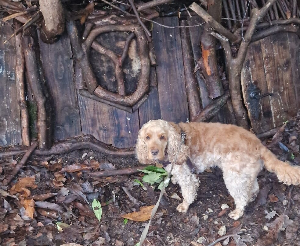 Northwood Trail – England’s Fairy Sanctuary-约克必去景点