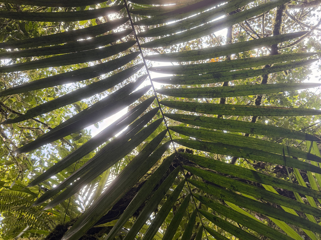 El Palacio del Barbas-Filandia必去景点