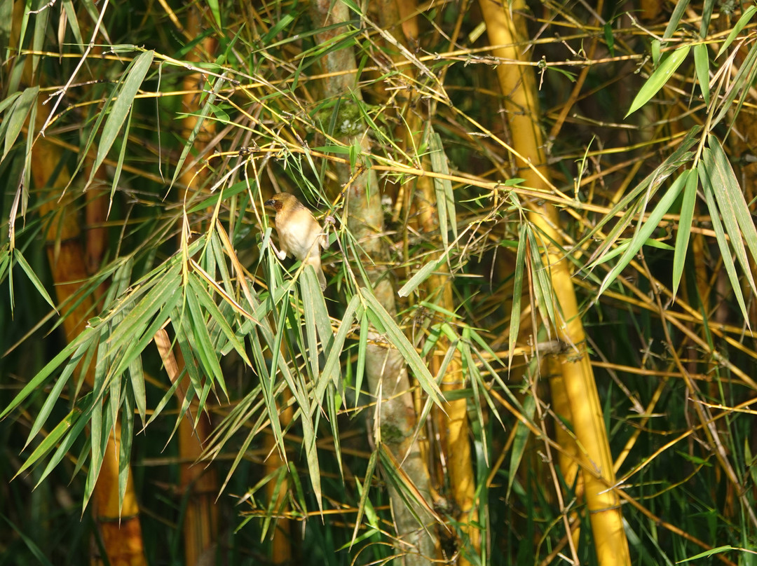 Beyond the Gorillas Experience-Ruhengeri必去景点