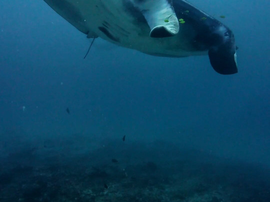 Nusablu Diving Penida-Kutampi Kaler必去景点