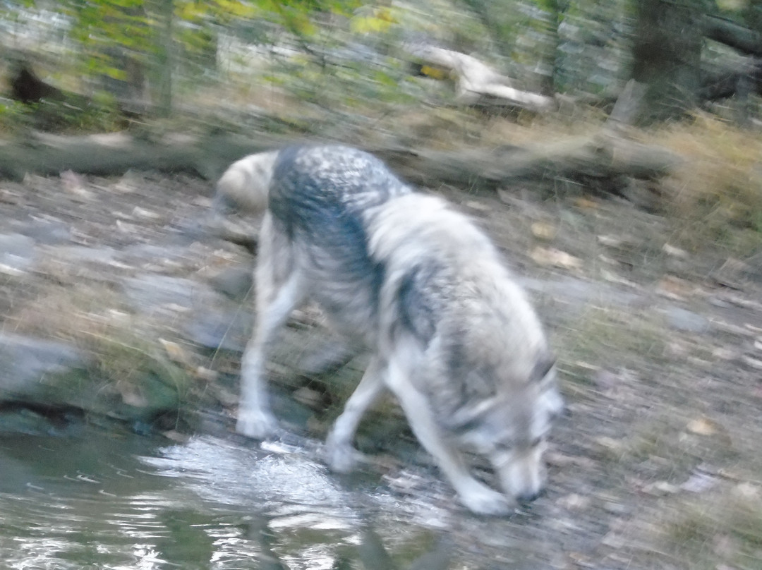 Lakota Wolf Preserve-Columbia必去景点