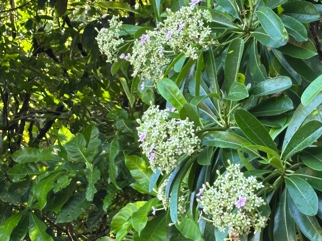 Masoala Safaris-Maroantsetra必去景点