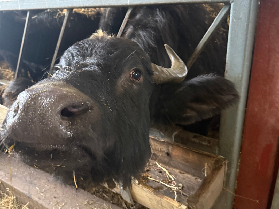 Mrs Dowsons农场-Clayton le Dale必去景点