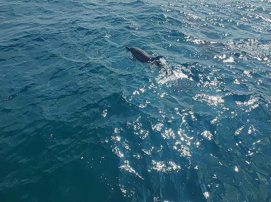 Olhos do Mar-费尔南多-迪诺罗尼亚群岛必去景点