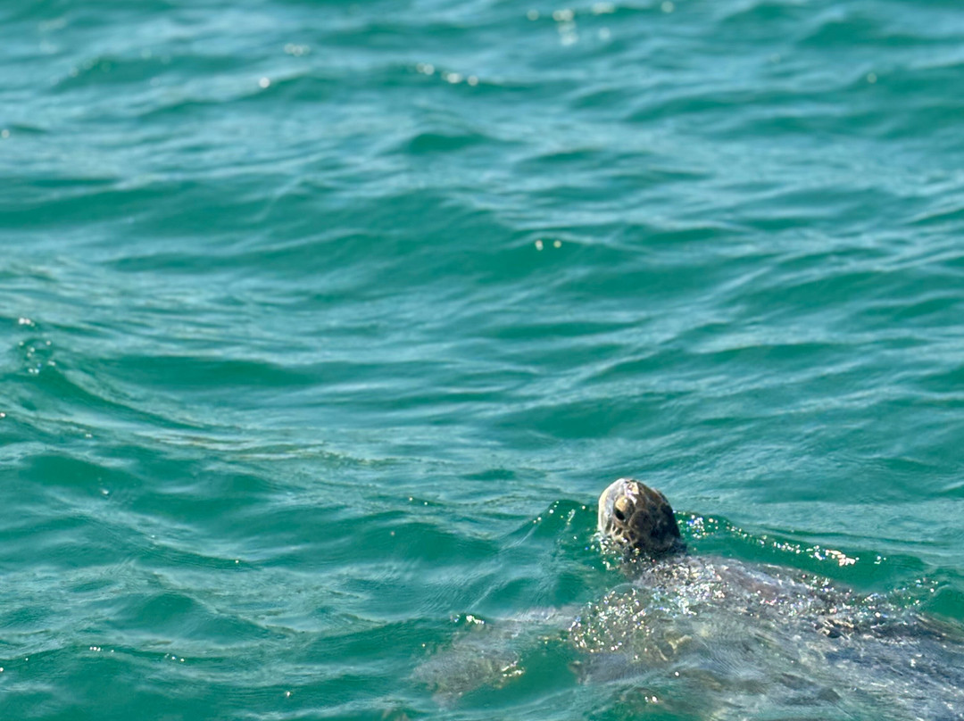 Alagua-Organos必去景点