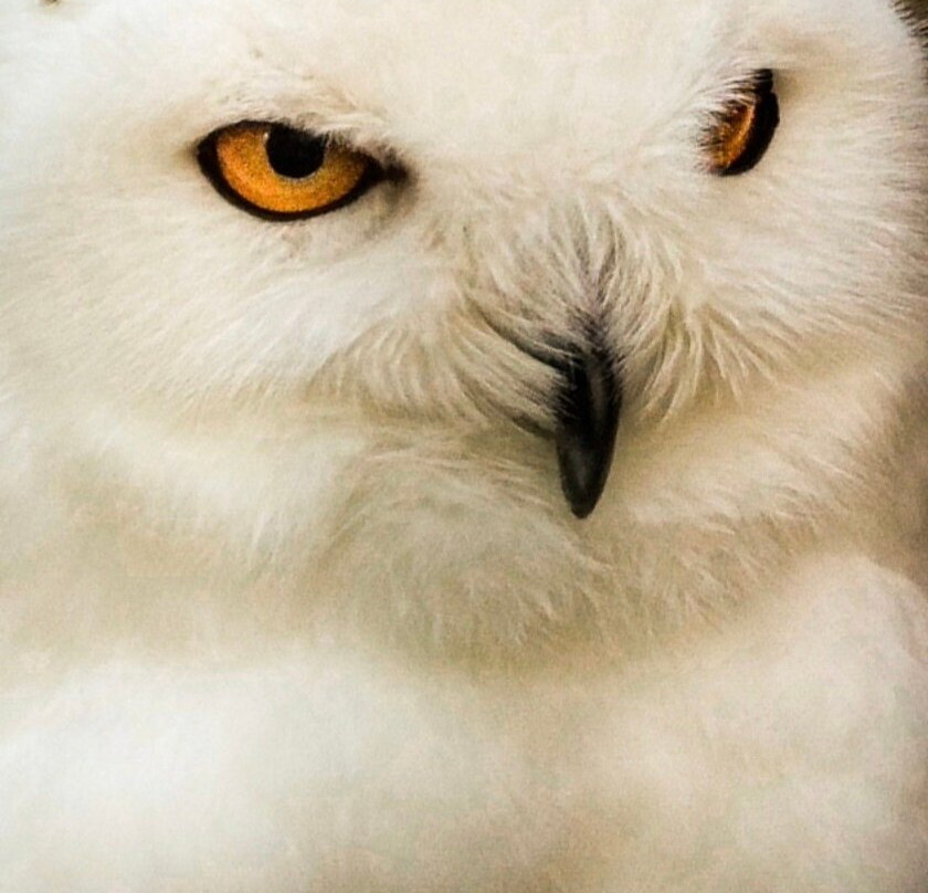 卡斯卡底猛禽中心-尤金必去景点